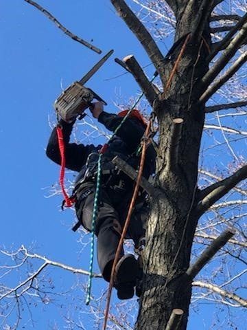 Professional Climber — Ludlow, IL — Johnson Tree Care