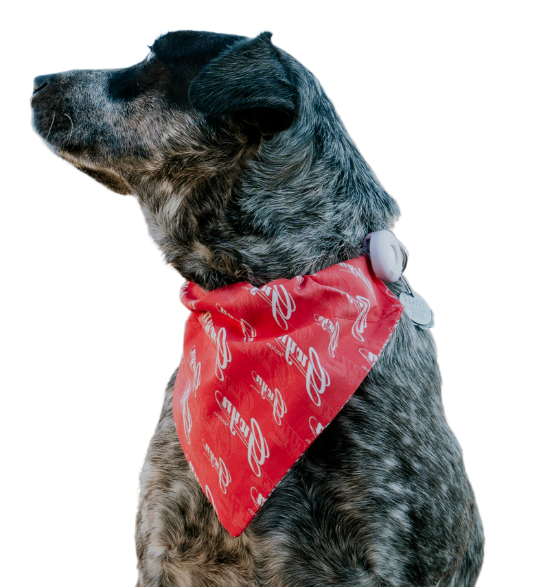 A dog wearing a red bandana is sitting down on a white background.