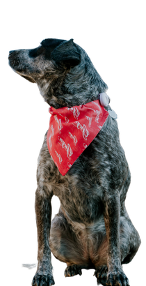 A dog wearing a red bandana is sitting down on a white background.