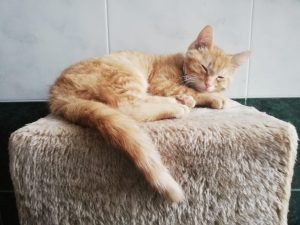 clinica veterinaria spinnato