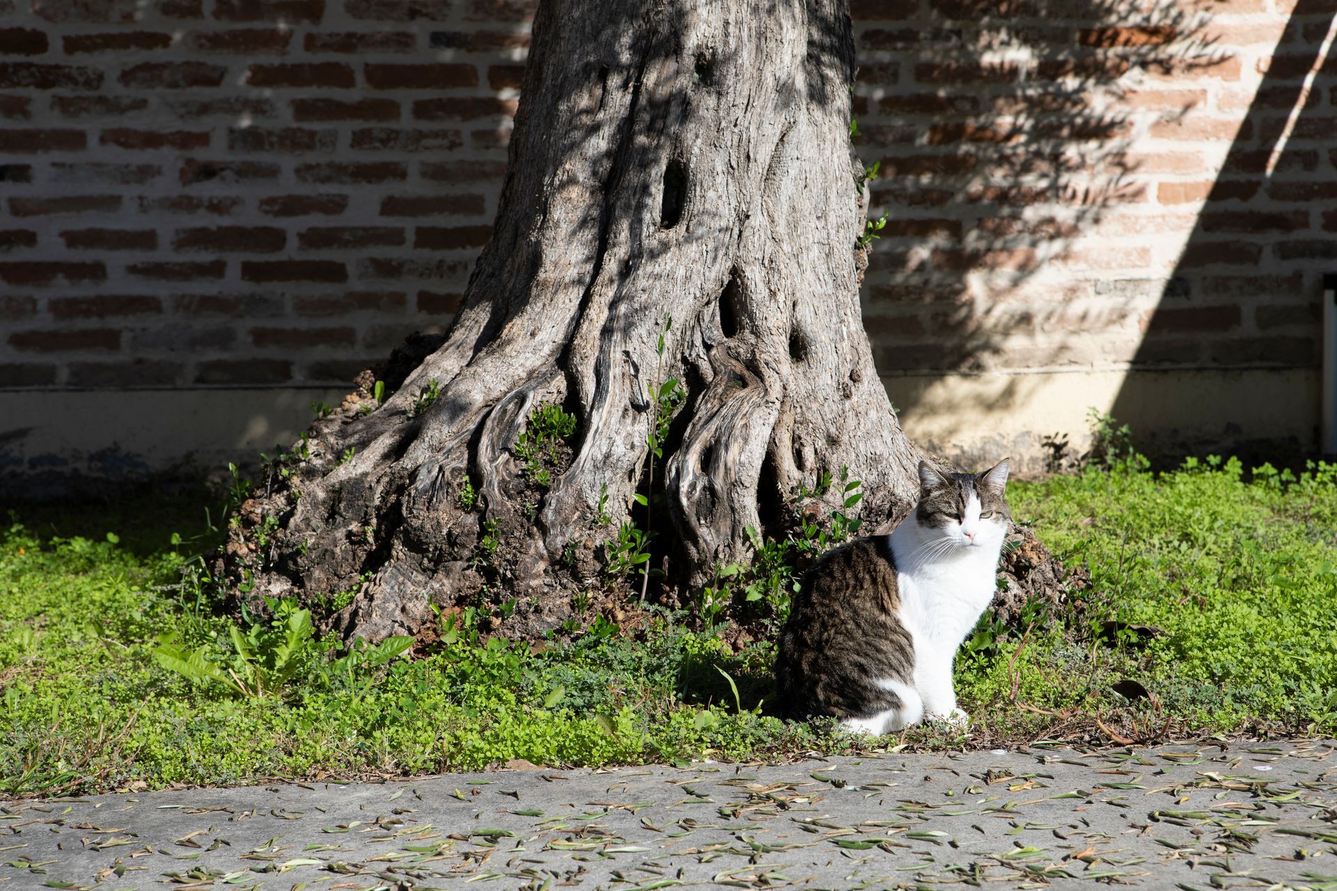 ipertiroidismo del gatto
