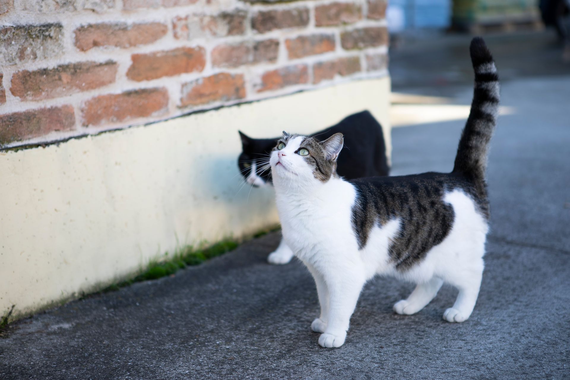 ipertiroidismo del gatto