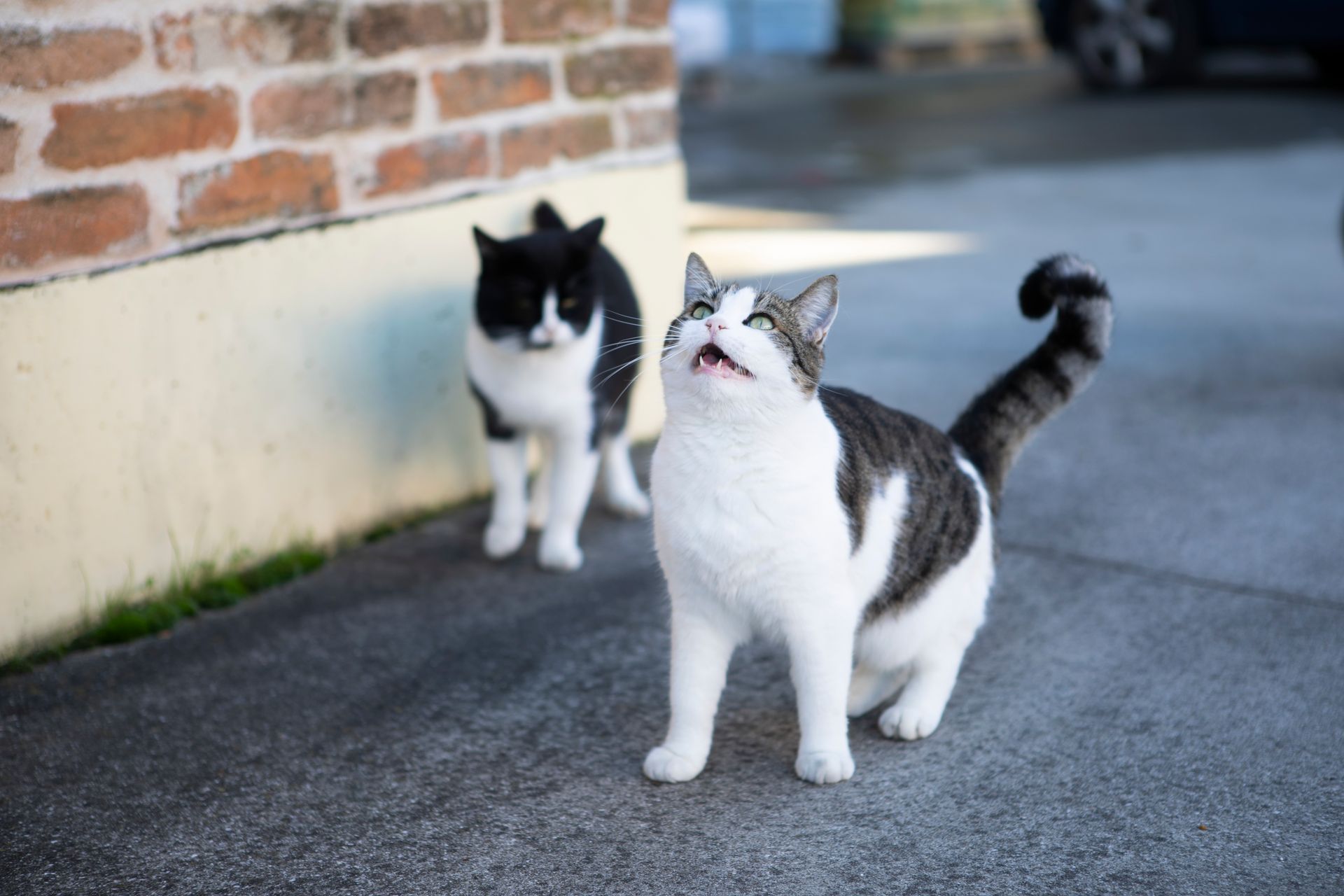 ipertiroidismo del gatto