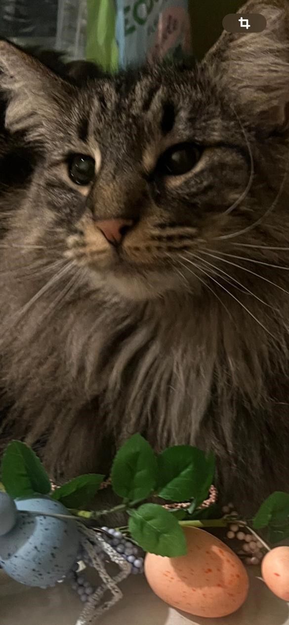 ipertiroidismo del gatto