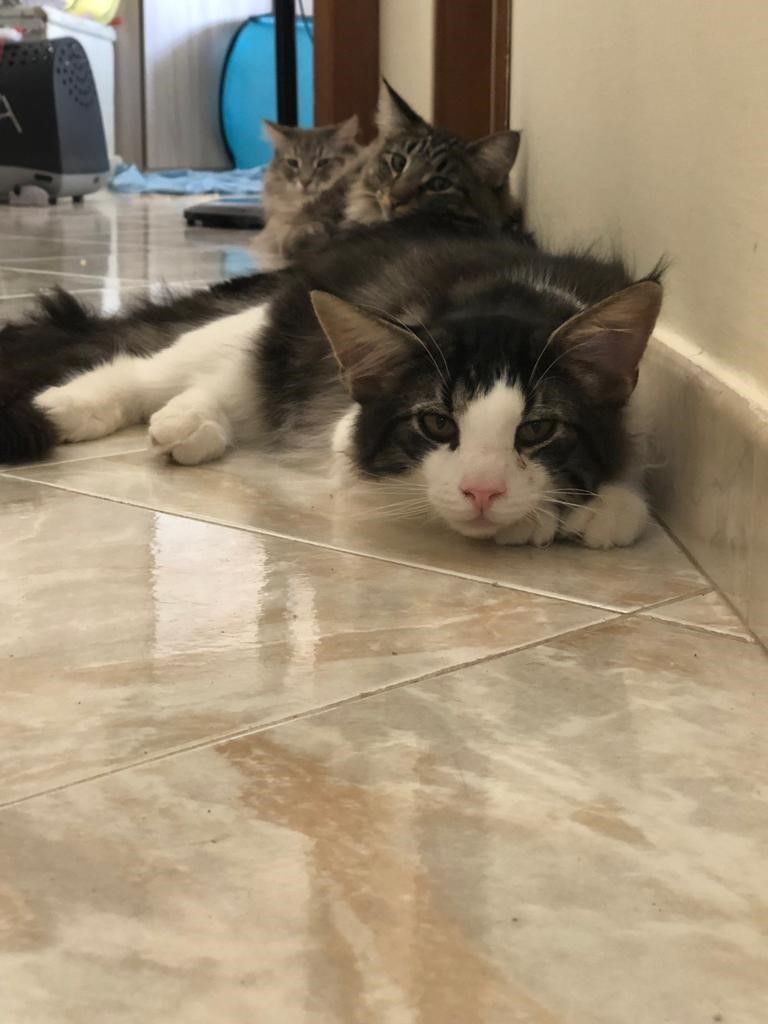 ipertiroidismo del gatto