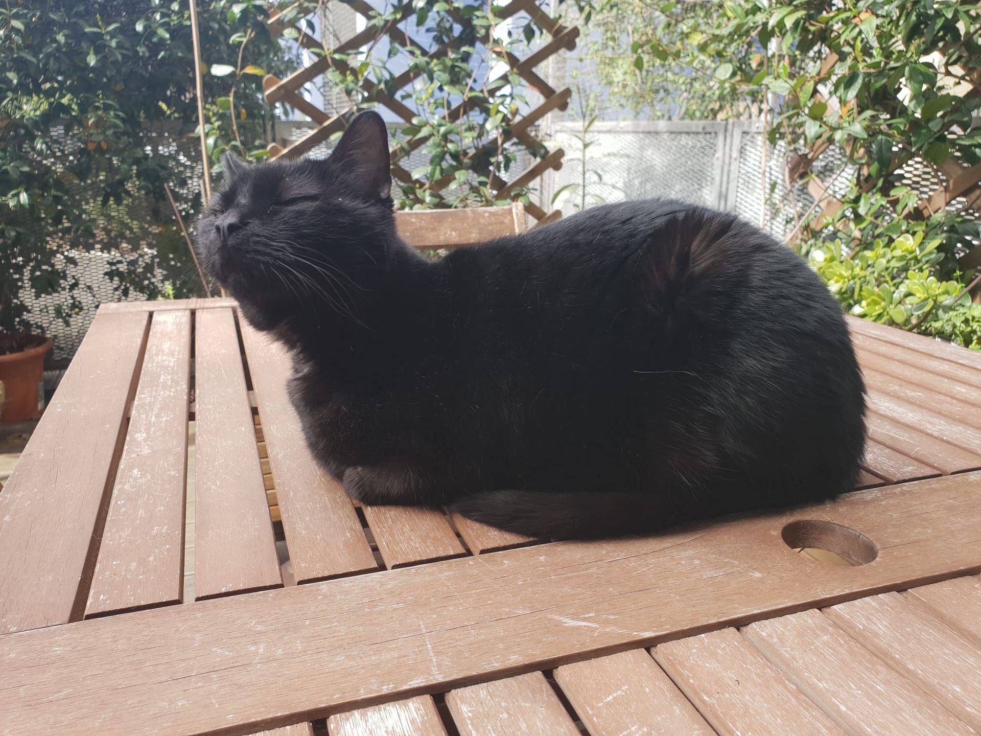 ipertiroidismo del gatto