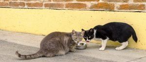 clinica veterinaria spinnato