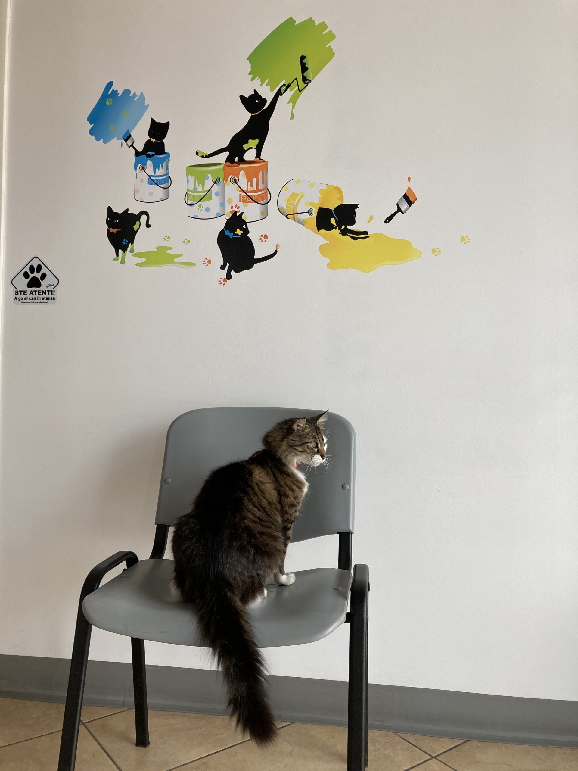 clinica veterinaria spinnato