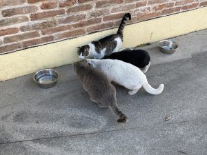 clinica veterinaria spinnato