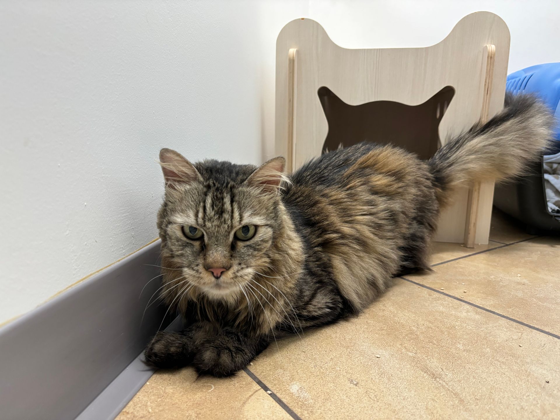 ipertiroidismo del gatto