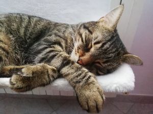 clinica veterinaria spinnato