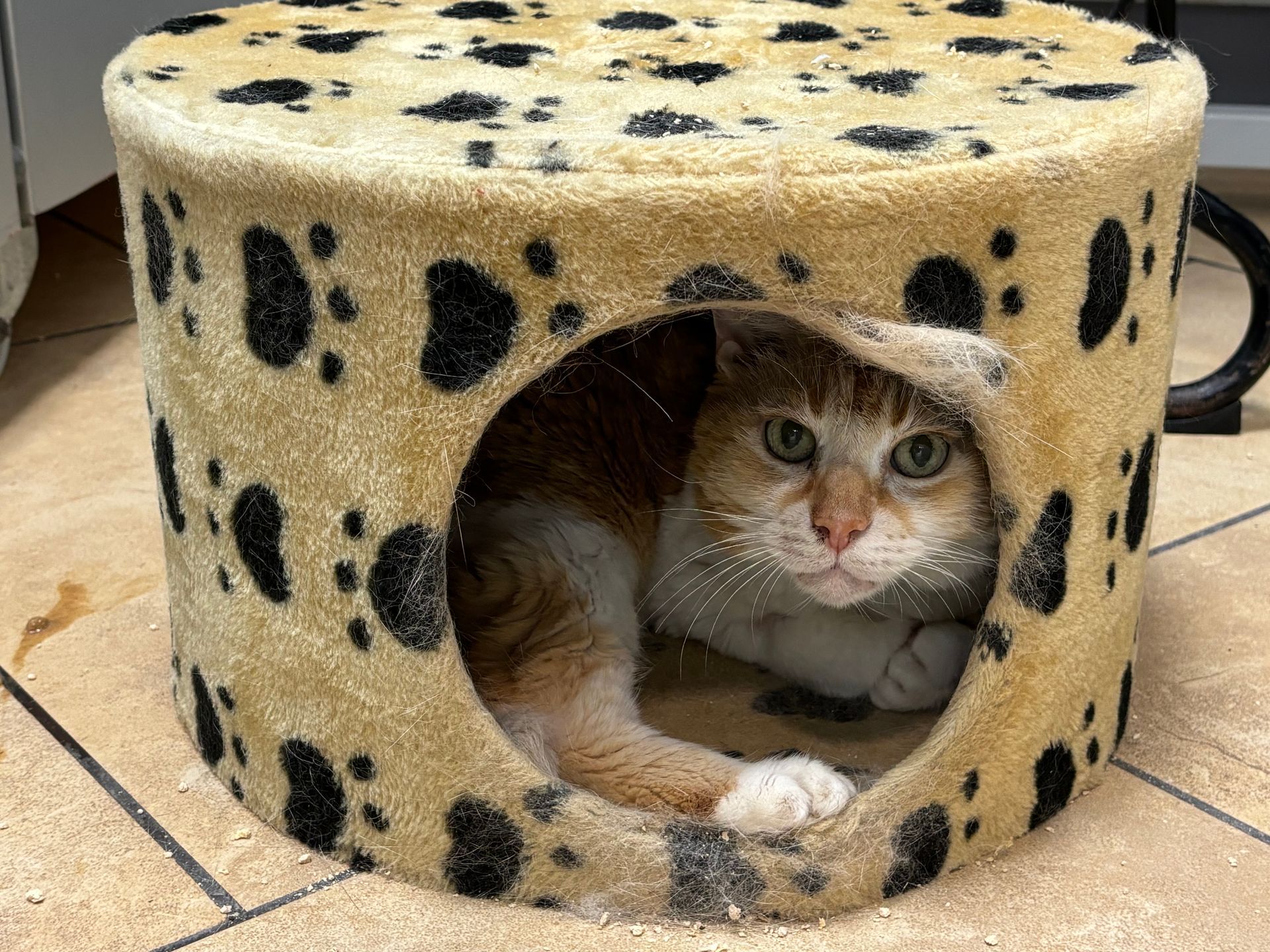 ipertiroidismo del gatto