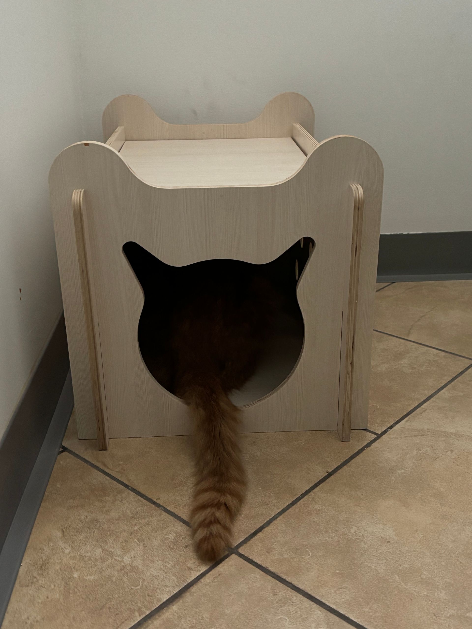 ipertiroidismo del gatto