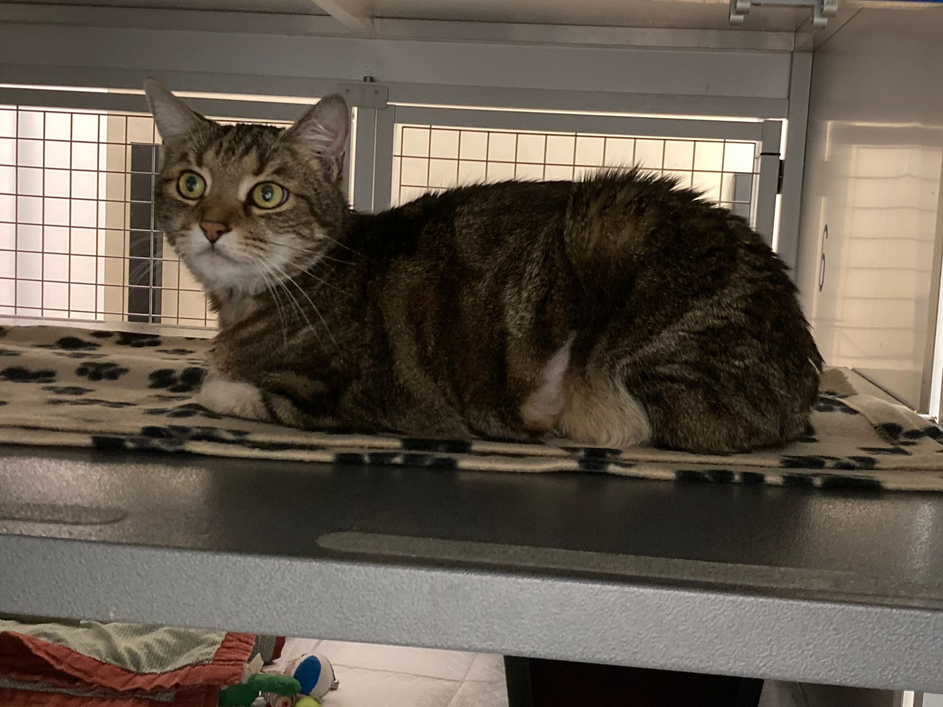 ipertiroidismo del gatto