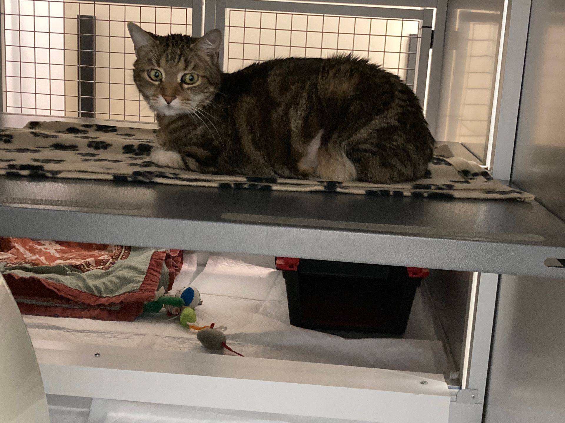 ipertiroidismo del gatto