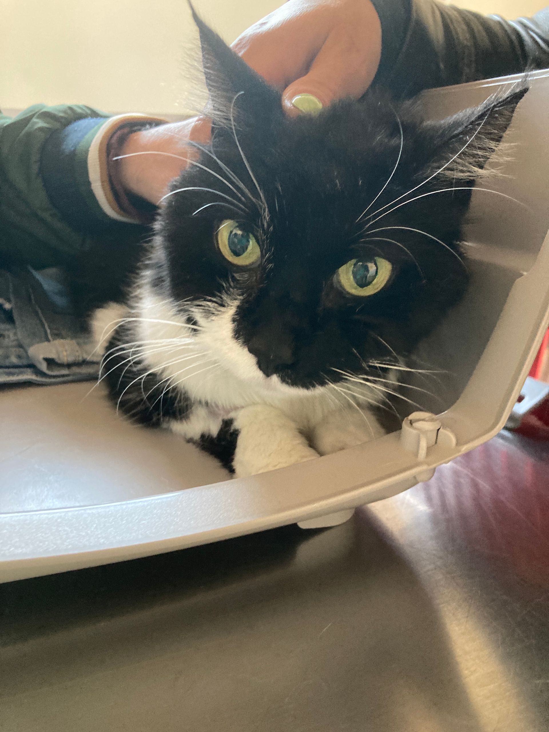 ipertiroidismo del gatto