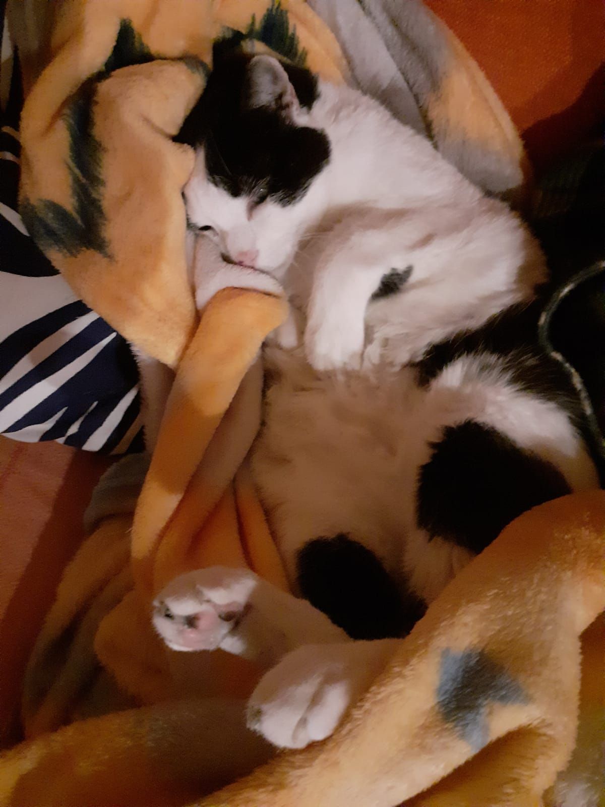 clinica veterinaria spinnato