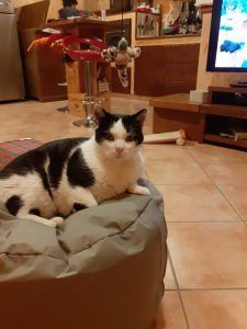 clinica veterinaria spinnato