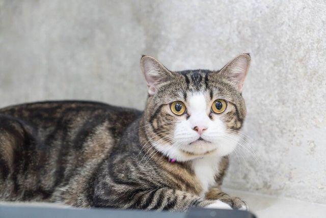PROBLEMATICHE DEL GATTO ANZIANO E COME RISOLVERLE