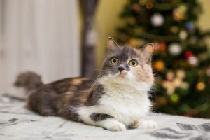 clinica veterinaria spinnato
