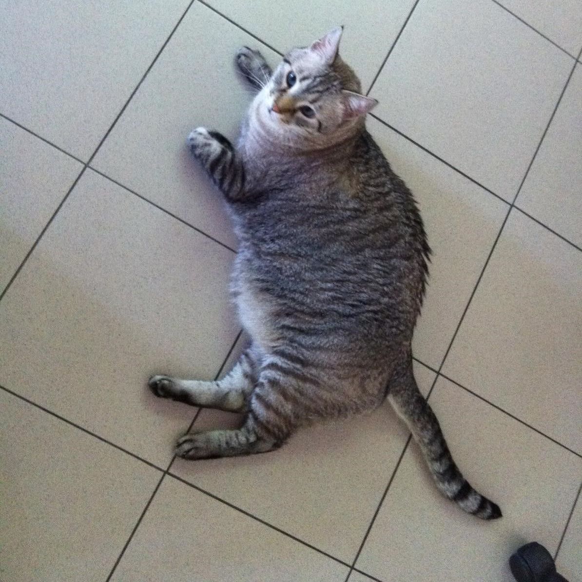 ipertiroidismo del gatto