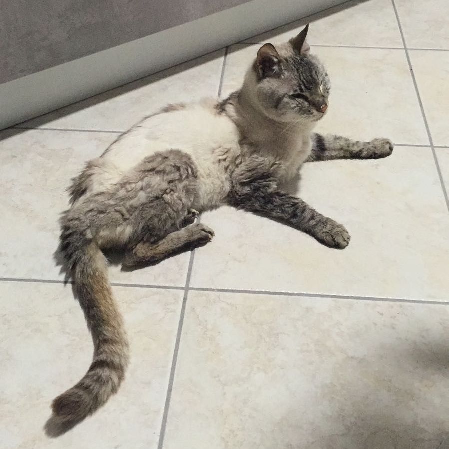 ipertiroidismo del gatto