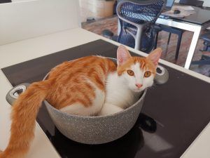 ipertiroidismo felino