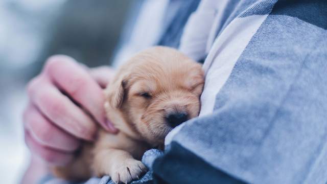 Taking care of the puppy