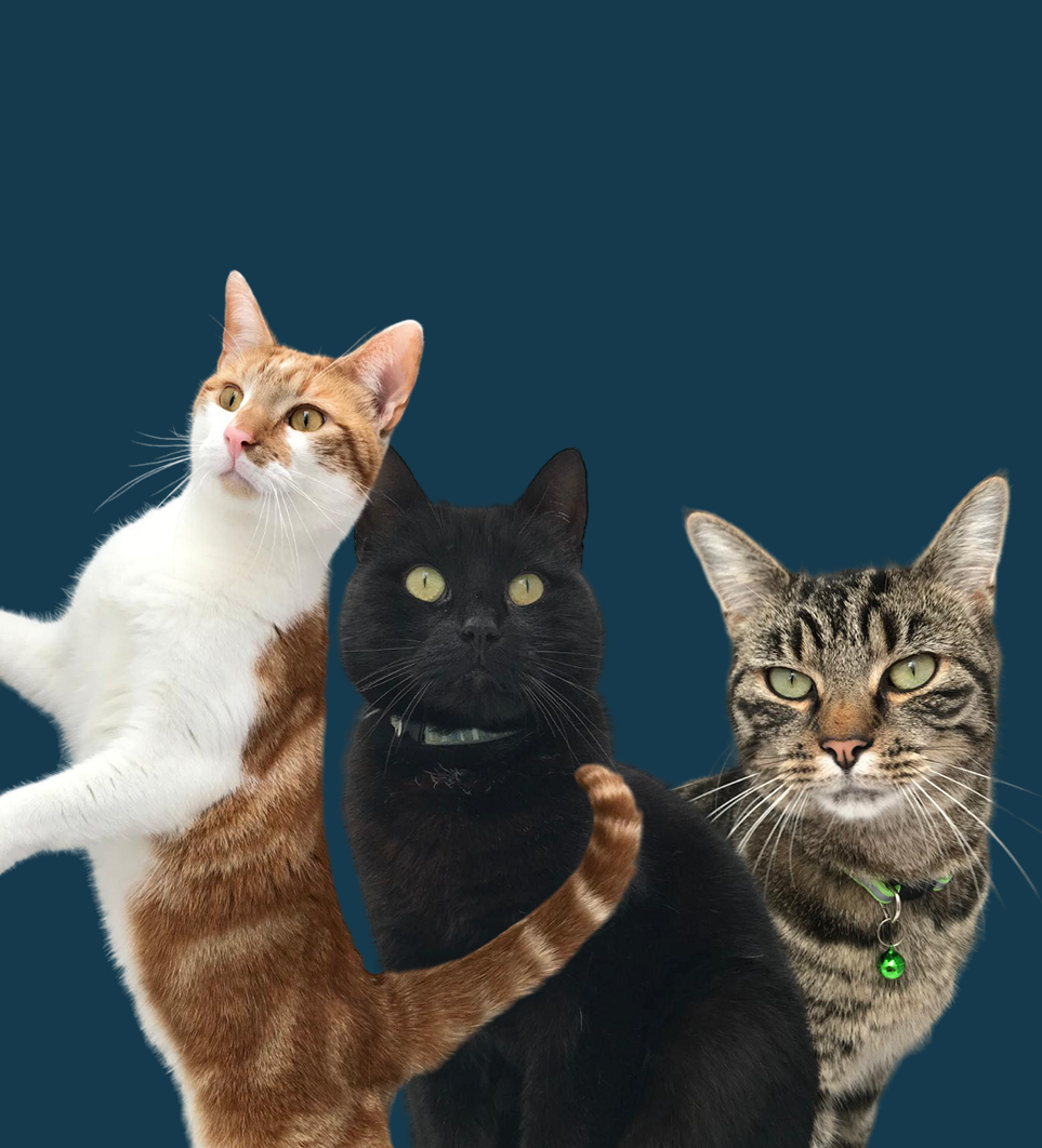 Three cats are standing next to each other on a blue background