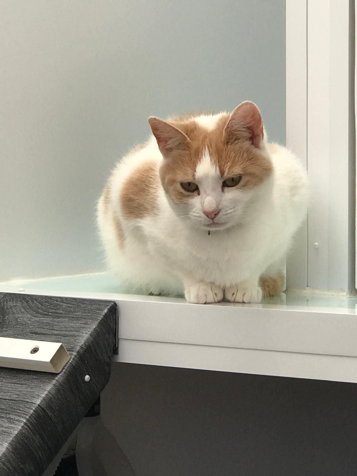 A white and orange cat is sitting on a table.