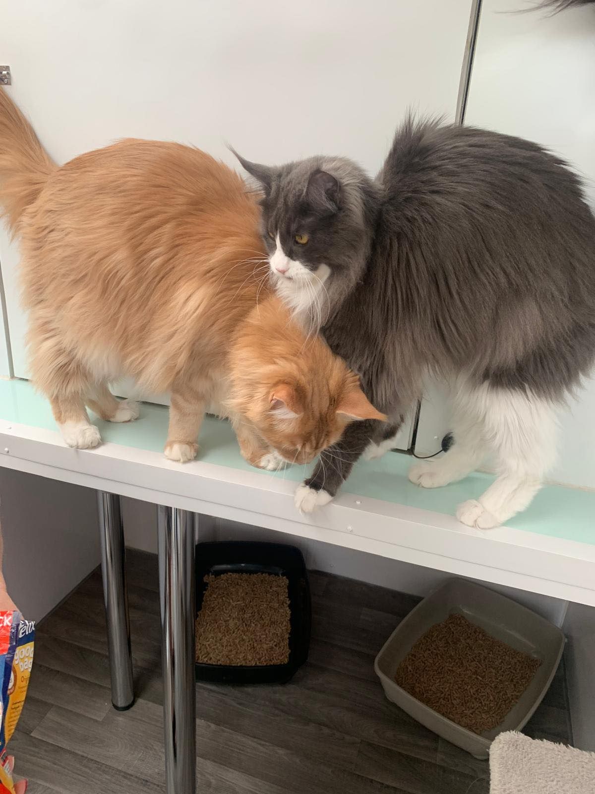Two cats are standing next to each other on a table.