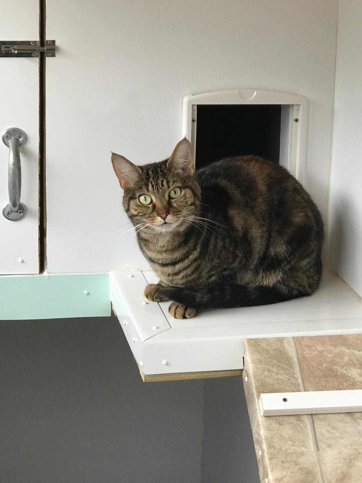 A cat is sitting on a shelf next to a cat door.