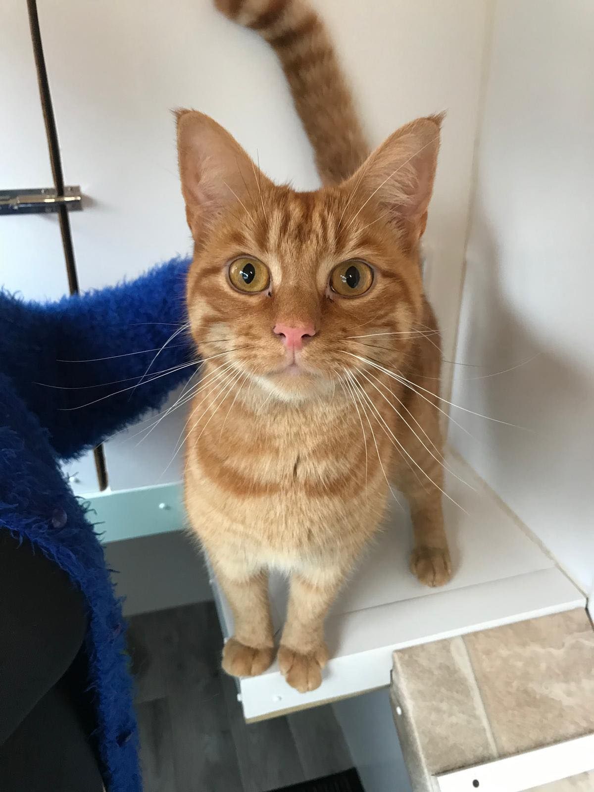 An orange cat is standing on a white shelf and looking at the camera.