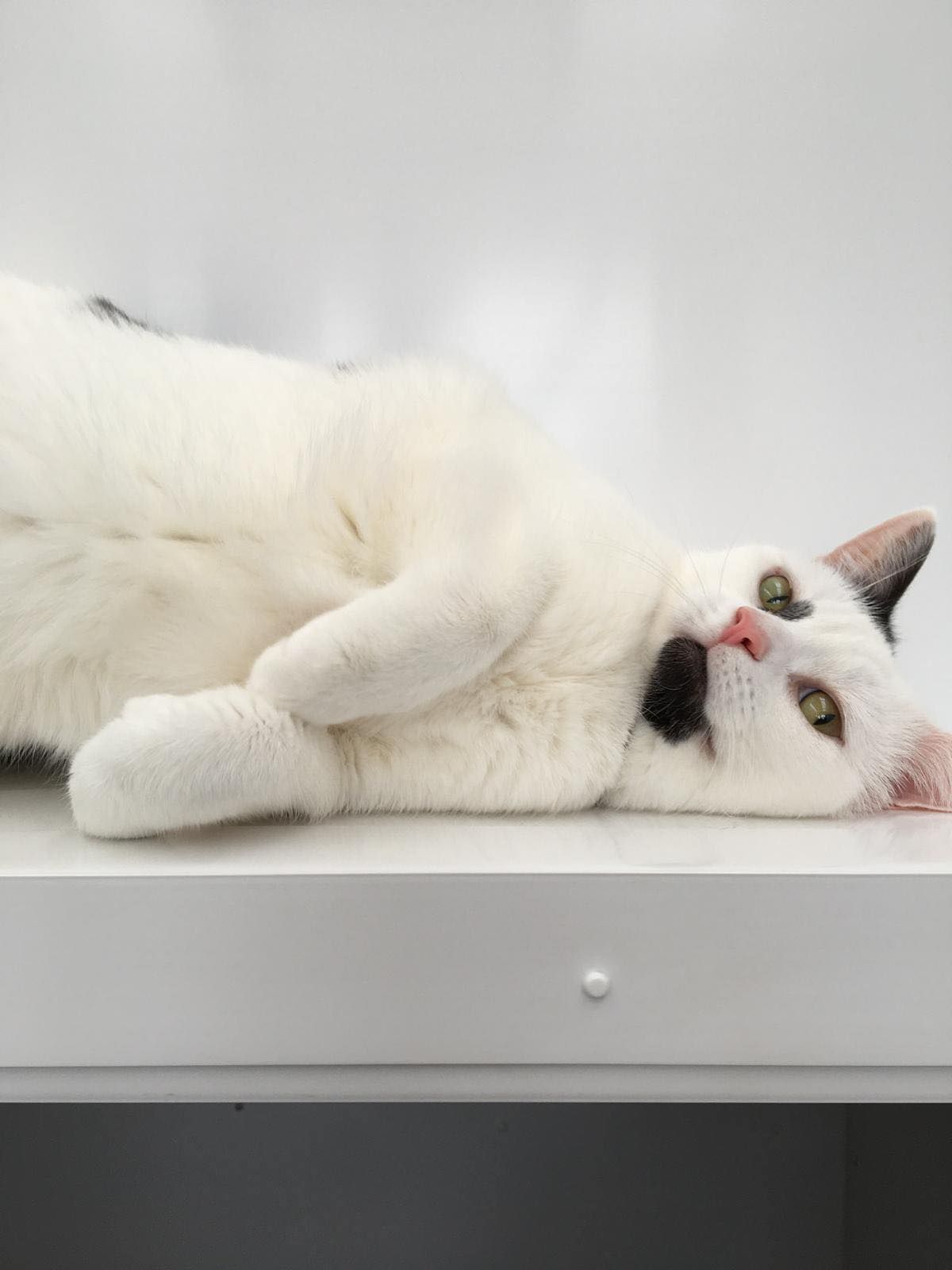 A white cat is laying on its back on a white table.