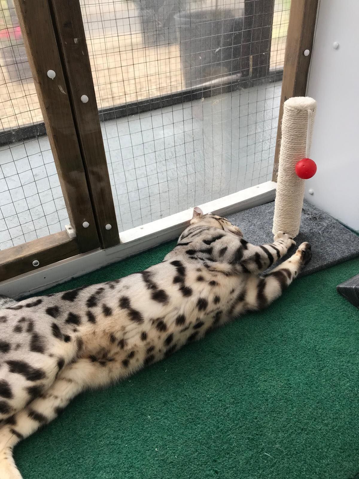 A leopard cat is laying on its back next to a scratching post.