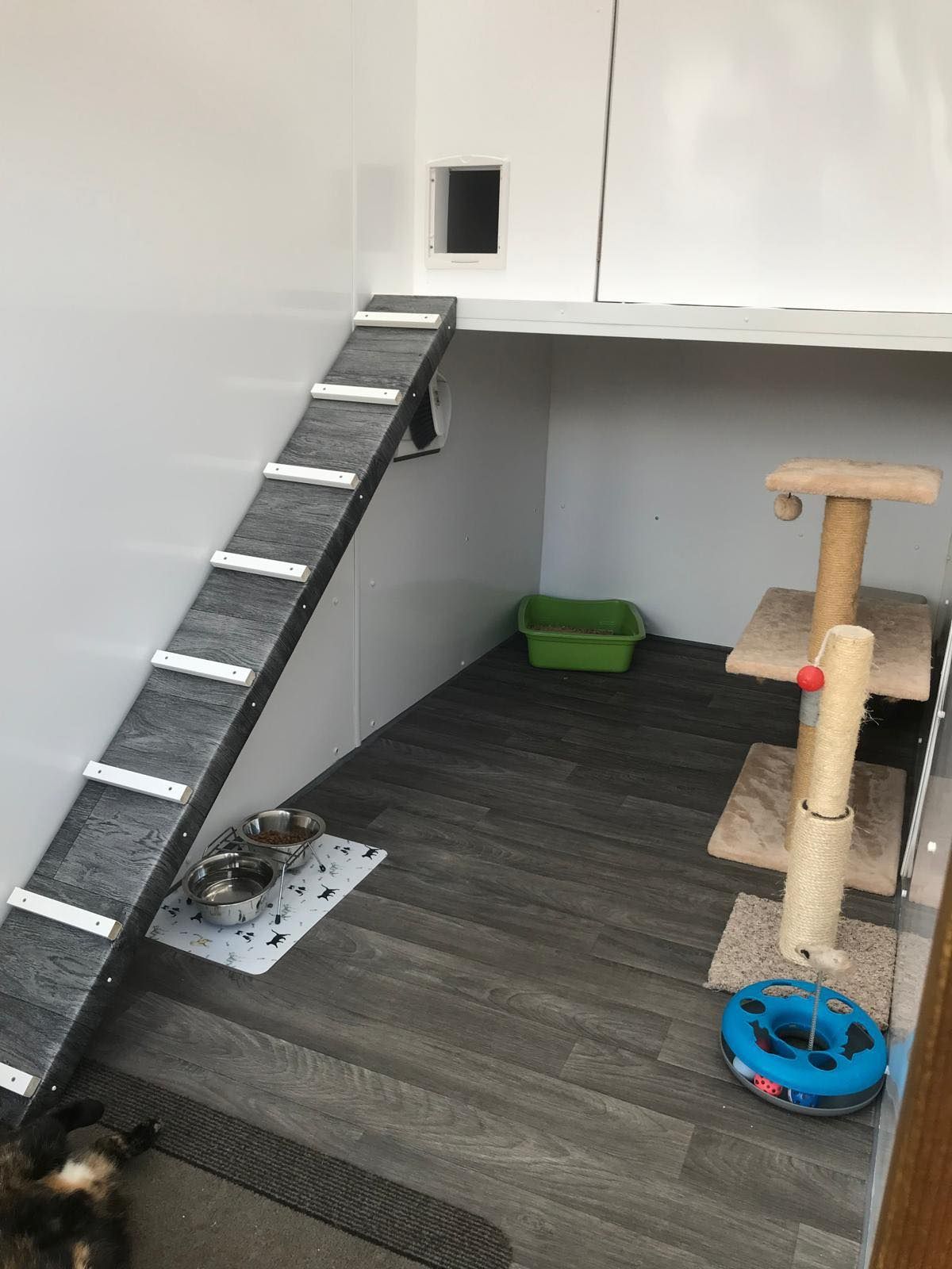 A cat is standing in a room with a cat tree and stairs.
