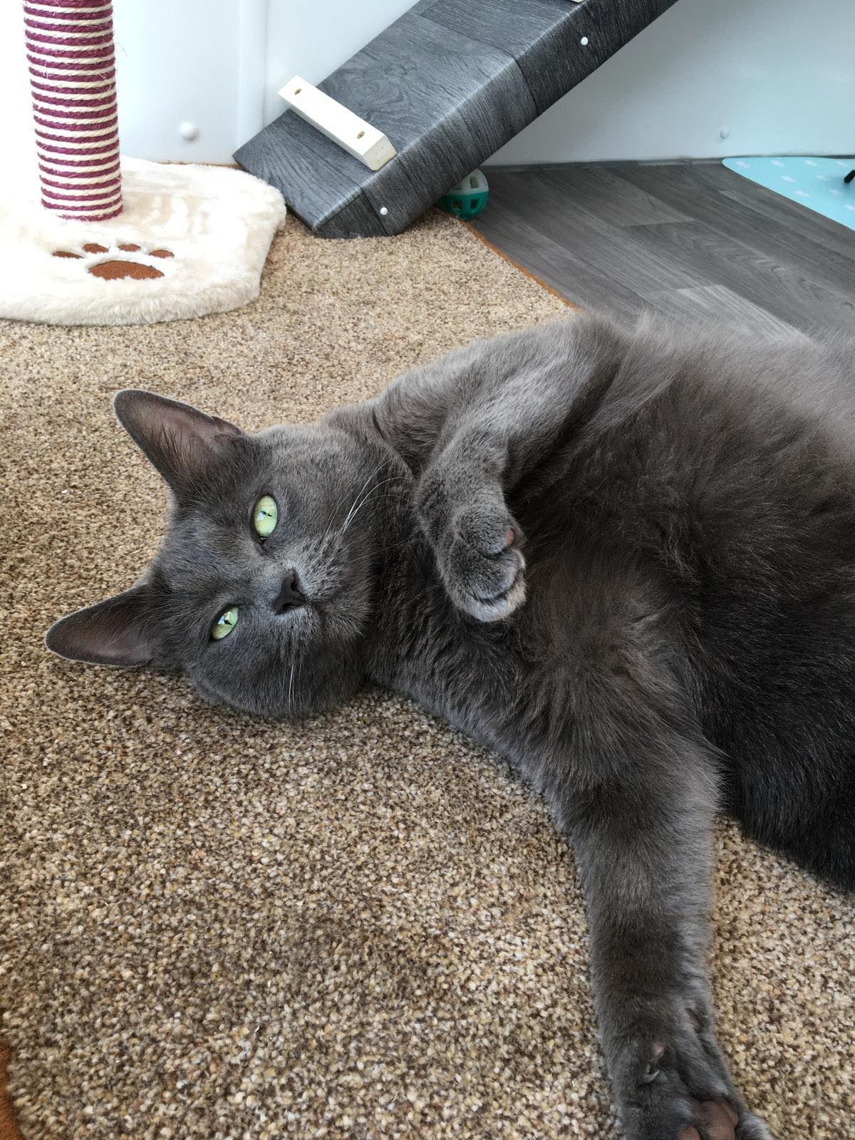 A gray cat is laying on its back on a carpet.