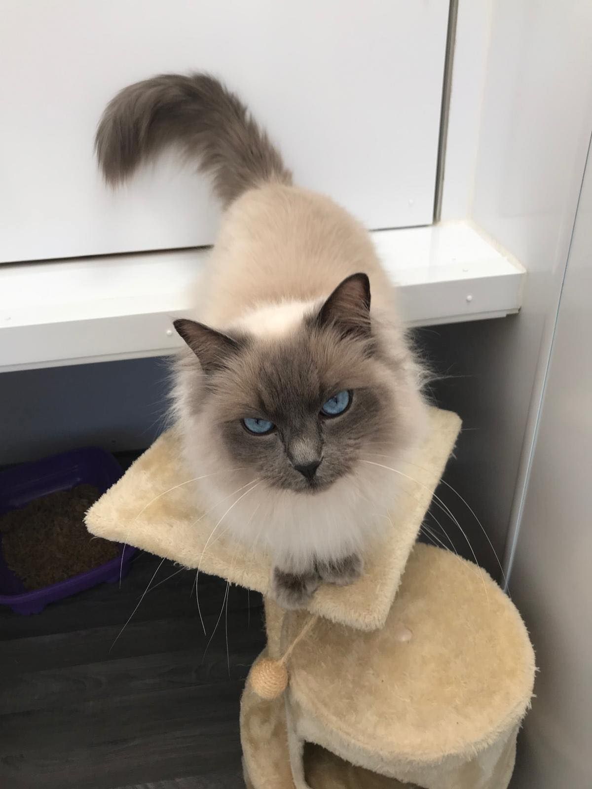 A siamese cat is sitting on top of a cat tree.
