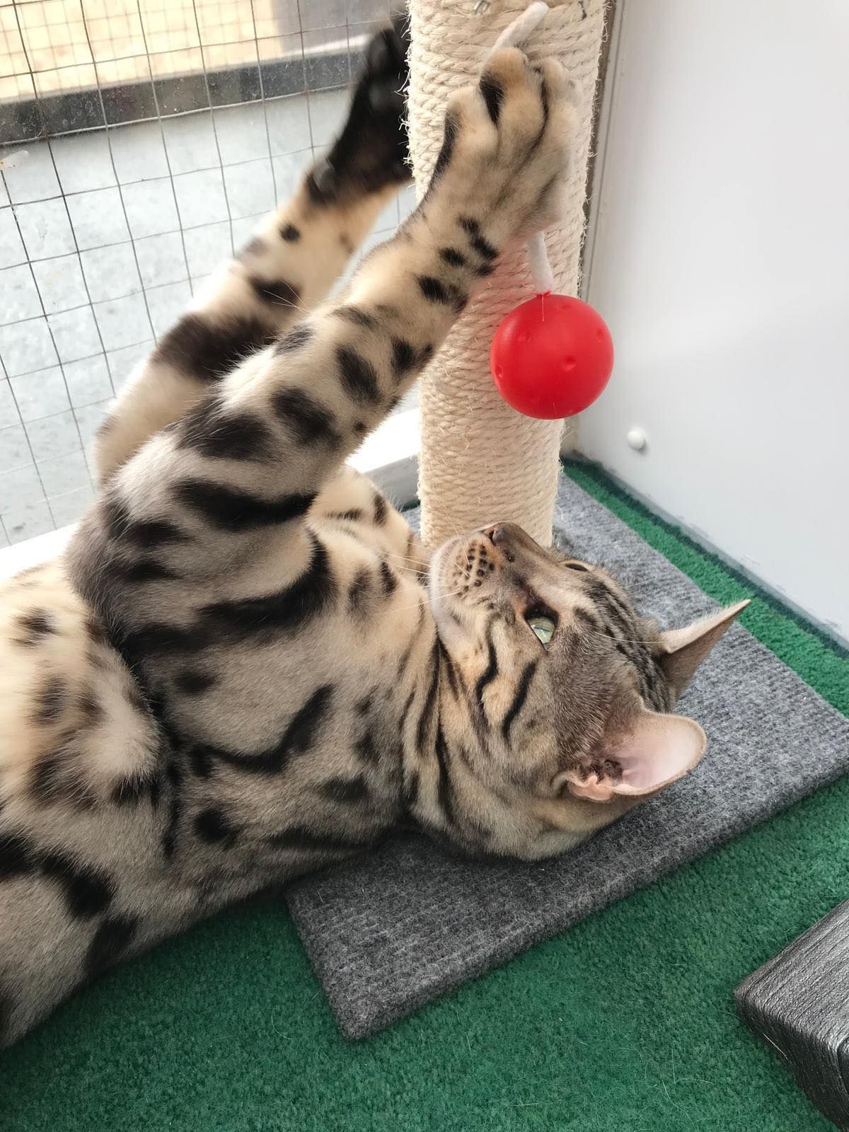 A cat is playing with a red ball on a scratching post.