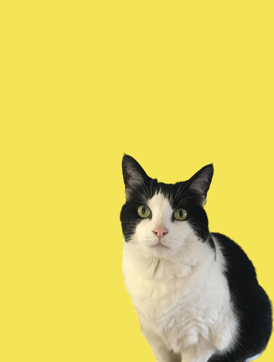A black and white cat is sitting on a yellow background and looking at the camera.