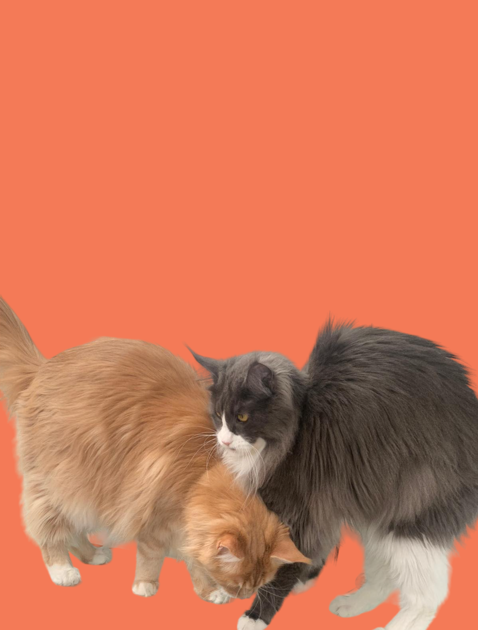 Two cats are standing next to each other on an orange background.