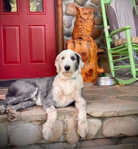 Two dogs are sitting on a stone porch next to a rocking chair.