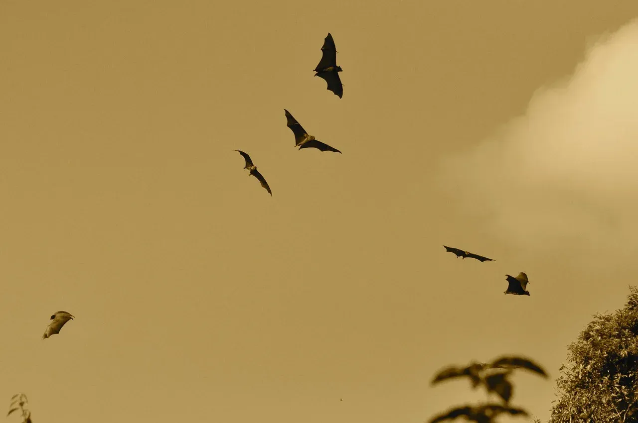 A flock of bats are flying in the sky.