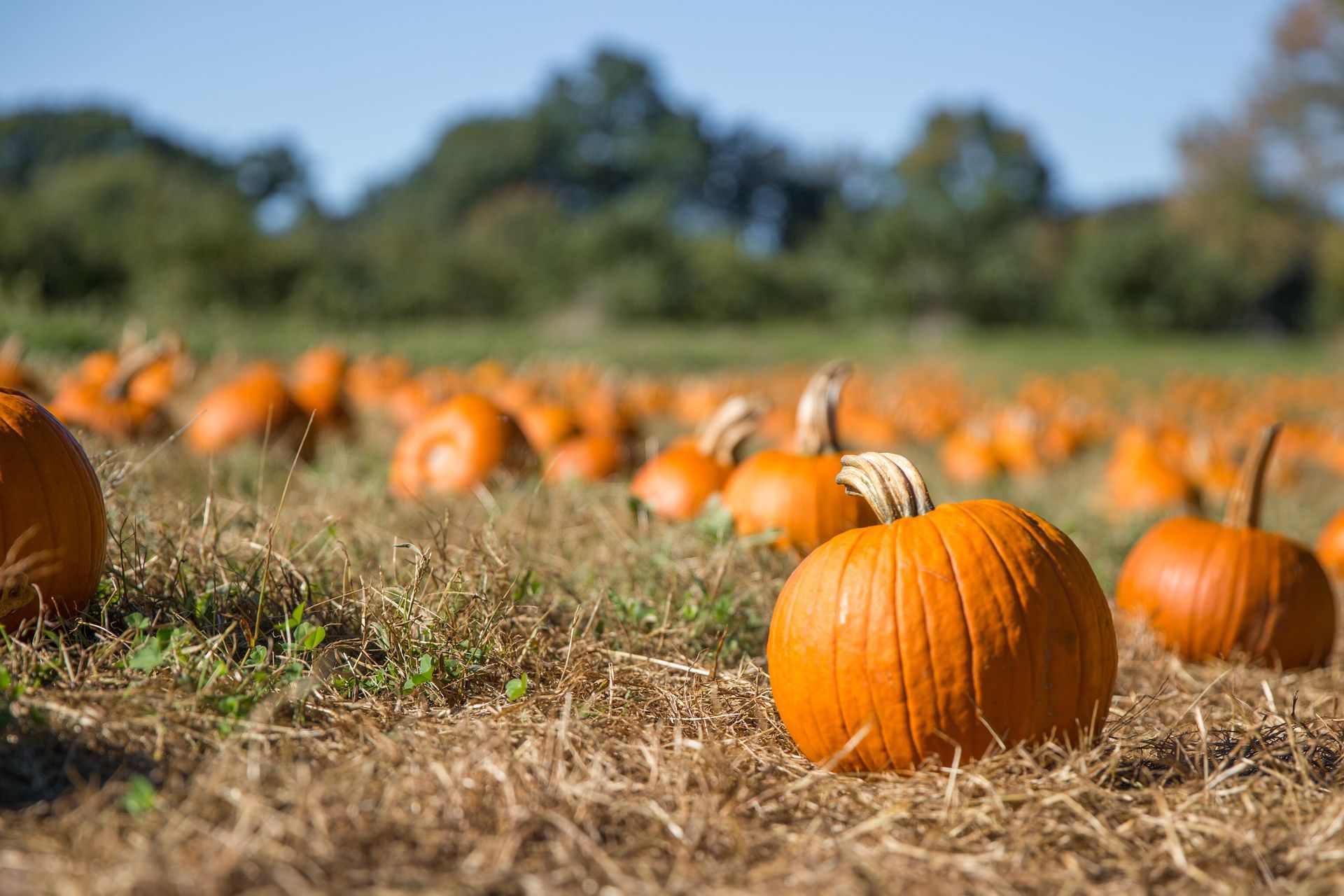 A field of pumpkins sitting on top of a pile of hay.