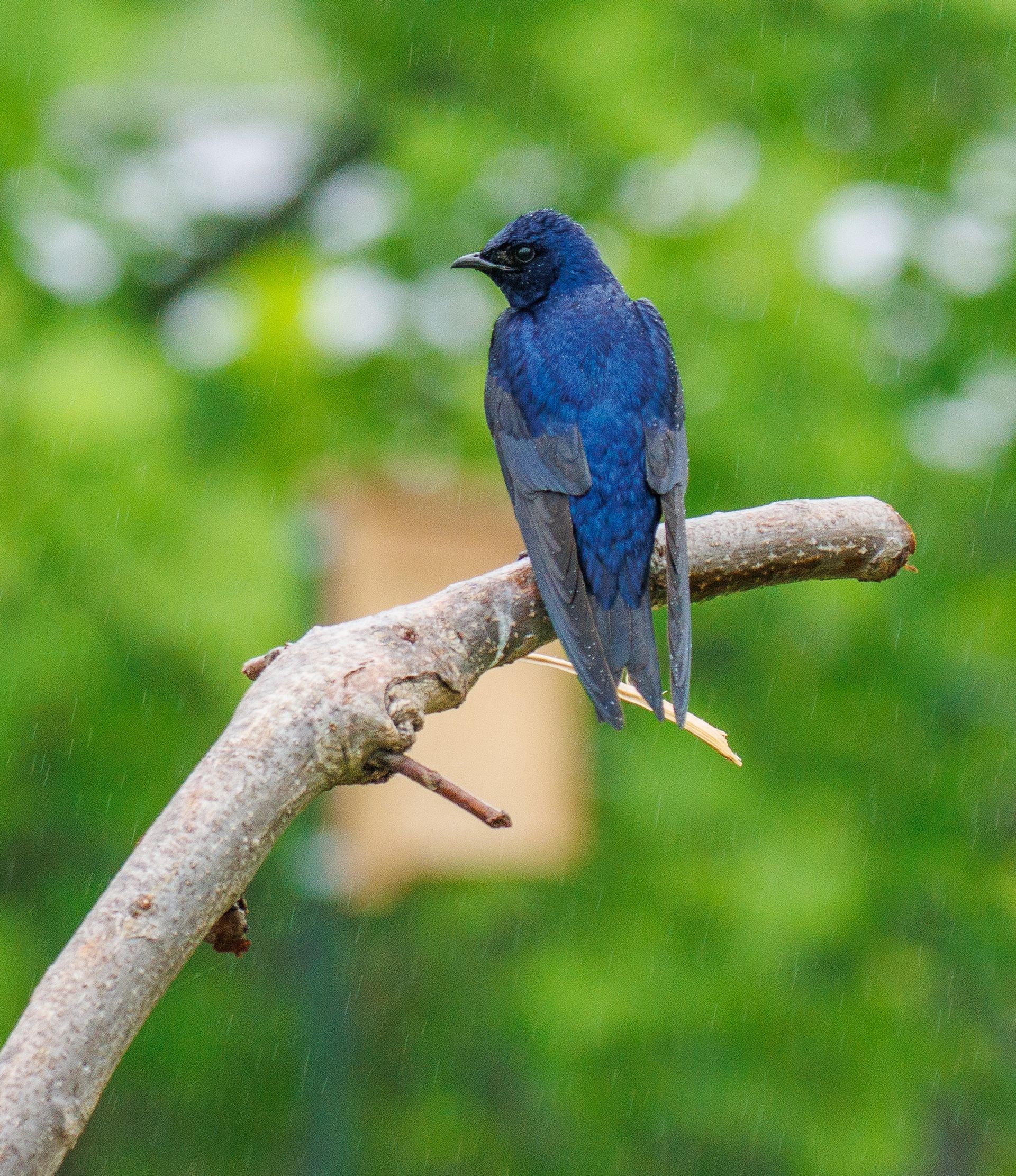 A blue bird is perched on a tree branch.