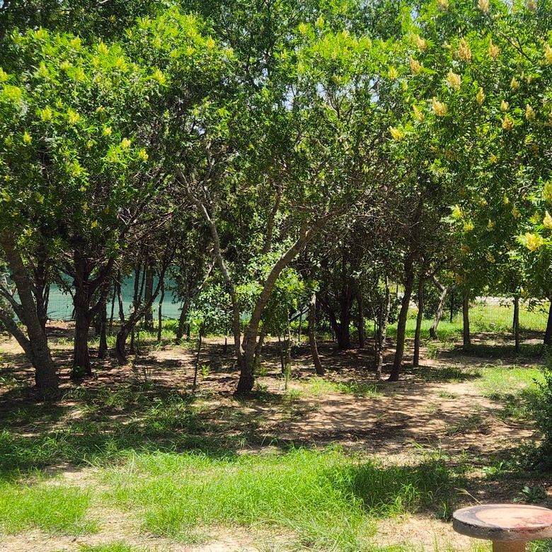 A picnic table is in the middle of a lush green forest.