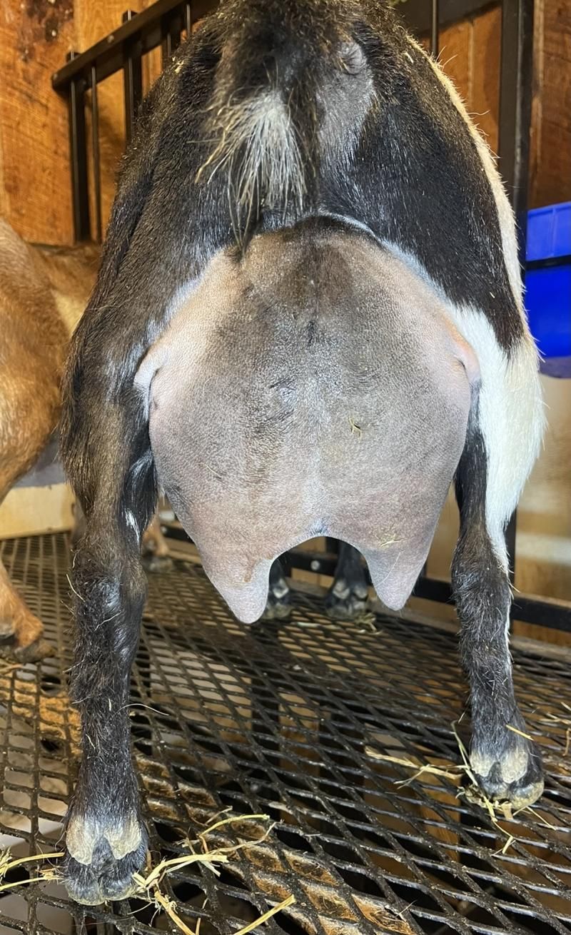 Rear view of a black-and-white goat standing on a wire floor in a barn.