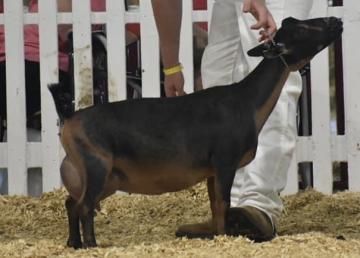Black goat standing in show ring beside handler, with white fence background