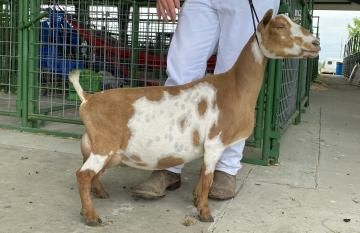 Brown-and-white goat standing on a concrete floor beside a person near a green pen