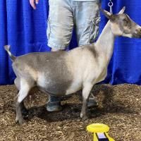 Goat standing in profile at a livestock show, with blue backdrop and handler visible behind it